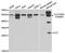 Interleukin 27 antibody, MBS129887, MyBioSource, Western Blot image 