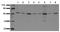 Glycogen synthase kinase-3 alpha antibody, AM00064PU-N, Origene, Western Blot image 