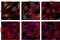 Glycogen Synthase Kinase 3 Beta antibody, 9323T, Cell Signaling Technology, Immunocytochemistry image 
