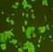 Parkinsonism Associated Deglycase antibody, orb215054, Biorbyt, Immunofluorescence image 