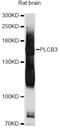 Phospholipase C Beta 3 antibody, abx126375, Abbexa, Western Blot image 