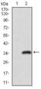 CD24 Molecule antibody, GTX60789, GeneTex, Western Blot image 