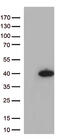 QSOX1 antibody, CF813251, Origene, Western Blot image 