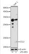 C-C Motif Chemokine Ligand 3 antibody, MBS9128219, MyBioSource, Western Blot image 