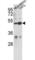 Centrosomal Protein 55 antibody, abx034011, Abbexa, Western Blot image 