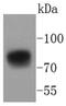 Trophoblast Glycoprotein antibody, NBP2-67470, Novus Biologicals, Western Blot image 