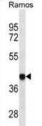 HLA class I histocompatibility antigen, B-27 alpha chain antibody, abx025003, Abbexa, Western Blot image 