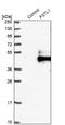 Follistatin Like 1 antibody, NBP1-83425, Novus Biologicals, Western Blot image 