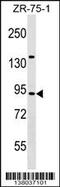 TRAF3 Interacting Protein 1 antibody, 59-480, ProSci, Western Blot image 