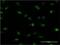 Pleiotropic Regulator 1 antibody, H00005356-M06, Novus Biologicals, Immunocytochemistry image 