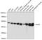 Enolase 2 antibody, 14-368, ProSci, Western Blot image 