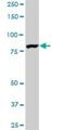 EPS8 Like 2 antibody, H00064787-M01, Novus Biologicals, Western Blot image 