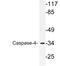 Caspase 4 antibody, LS-C177726, Lifespan Biosciences, Western Blot image 