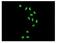 Histone Cluster 4 H4 antibody, ab109463, Abcam, Immunofluorescence image 