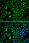 Protein Arginine Methyltransferase 5 antibody, 15-924, ProSci, Immunofluorescence image 