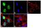 Paired Box 3 antibody, 38-1801, Invitrogen Antibodies, Immunofluorescence image 