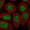 Proline Rich 14 Like antibody, PA5-64043, Invitrogen Antibodies, Immunofluorescence image 