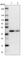 Kynurenine Aminotransferase 3 antibody, HPA027168, Atlas Antibodies, Western Blot image 