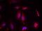 Activating Transcription Factor 2 antibody, PA5-37532, Invitrogen Antibodies, Immunofluorescence image 