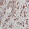 Cystatin E/M antibody, FNab02034, FineTest, Immunohistochemistry frozen image 