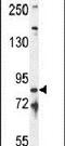 Intraflagellar Transport 81 antibody, PA5-24017, Invitrogen Antibodies, Western Blot image 