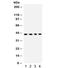 Matrix-remodeling-associated protein 2 antibody, R32338, NSJ Bioreagents, Western Blot image 