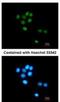 TUB Like Protein 3 antibody, NBP1-33201, Novus Biologicals, Immunofluorescence image 