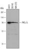 Immunoglobulin Lambda Constant 1 antibody, MAB4465, R&D Systems, Western Blot image 