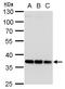 Homeobox D13 antibody, GTX129495, GeneTex, Western Blot image 