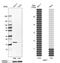 DNA Polymerase Gamma, Catalytic Subunit antibody, PA5-51812, Invitrogen Antibodies, Western Blot image 