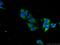 Stathmin-2 antibody, 10586-1-AP, Proteintech Group, Immunofluorescence image 