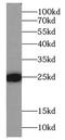 Family With Sequence Similarity 3 Member C antibody, FNab02982, FineTest, Western Blot image 