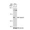 Caspase 8 antibody, GTX01015, GeneTex, Western Blot image 