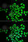 NSF Attachment Protein Gamma antibody, A6432, ABclonal Technology, Immunofluorescence image 
