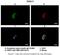 Dynein Axonemal Light Intermediate Chain 1 antibody, A12015, Boster Biological Technology, Immunohistochemistry frozen image 