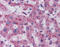 Transmembrane Serine Protease 6 antibody, ARP53188_P050, Aviva Systems Biology, Immunohistochemistry frozen image 