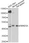 Required For Meiotic Nuclear Division 5 Homolog A antibody, LS-C749903, Lifespan Biosciences, Western Blot image 