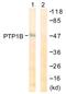 Protein Tyrosine Phosphatase Non-Receptor Type 1 antibody, LS-B7639, Lifespan Biosciences, Western Blot image 