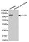 Integrin Subunit Beta 3 antibody, MBS128408, MyBioSource, Western Blot image 