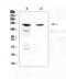 Slit homolog 1 protein antibody, A04113-3, Boster Biological Technology, Western Blot image 