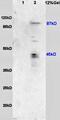 Ubiquitin Specific Peptidase 1 antibody, orb13744, Biorbyt, Western Blot image 
