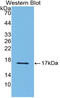 Semaphorin-3A antibody, MBS2005753, MyBioSource, Western Blot image 