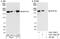 Nucleoporin 153 antibody, A301-788A, Bethyl Labs, Immunoprecipitation image 