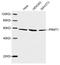 Protein Arginine Methyltransferase 1 antibody, LS-C203134, Lifespan Biosciences, Western Blot image 