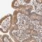 Carbohydrate Sulfotransferase 7 antibody, NBP1-91248, Novus Biologicals, Immunohistochemistry paraffin image 