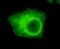 ICBP90 antibody, GTX49190, GeneTex, Immunofluorescence image 