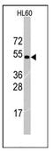 Tripartite Motif Containing 69 antibody, AP12252PU-N, Origene, Western Blot image 