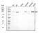 Smoothened, Frizzled Class Receptor antibody, A00451-1, Boster Biological Technology, Western Blot image 