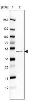 Protein AAR2 homolog antibody, PA5-61793, Invitrogen Antibodies, Western Blot image 
