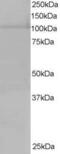 Exportin 7 antibody, PA5-18241, Invitrogen Antibodies, Western Blot image 